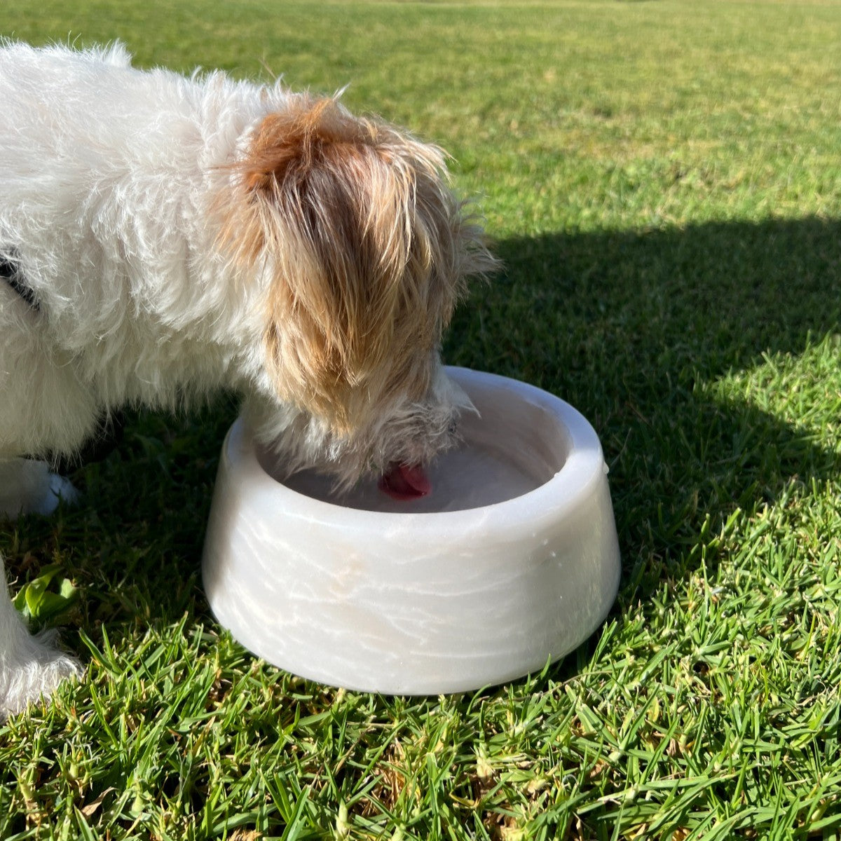 Taça para cão Buddy em pedra natural, perspetiva